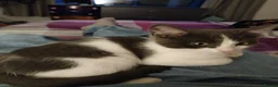Mixed Breed cats for sale: Loveable cat in Crewe - Advert 1