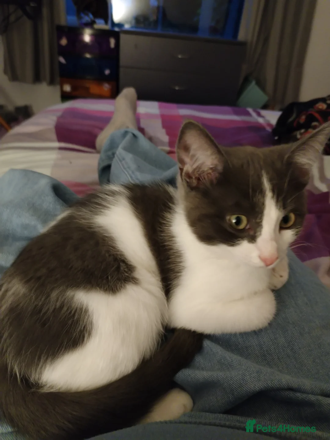 Mixed Breed cats for sale: Loveable cat in Crewe - Advert 1
