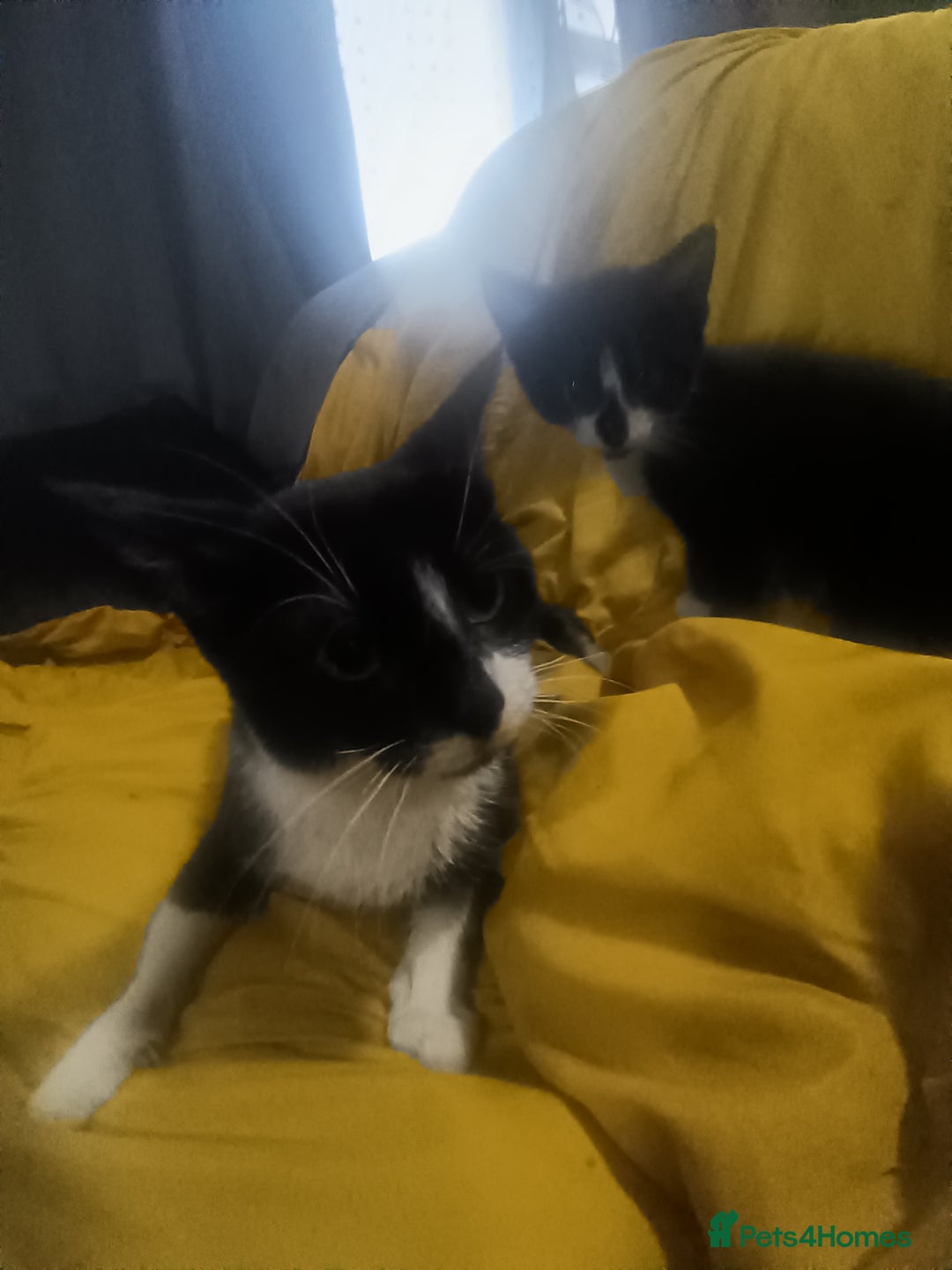 Mixed Breed cats for sale: Kittens - Image 4