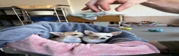 Chihuahua dogs for sale: 4 smooth coat apple head Chihuahua puppies - Advert 8