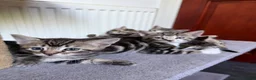 Mixed Breed cats for sale: Tabby Kittens For Sale - Advert 12