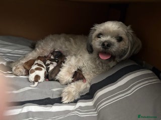 Shih Tzu dogs - Advert 15