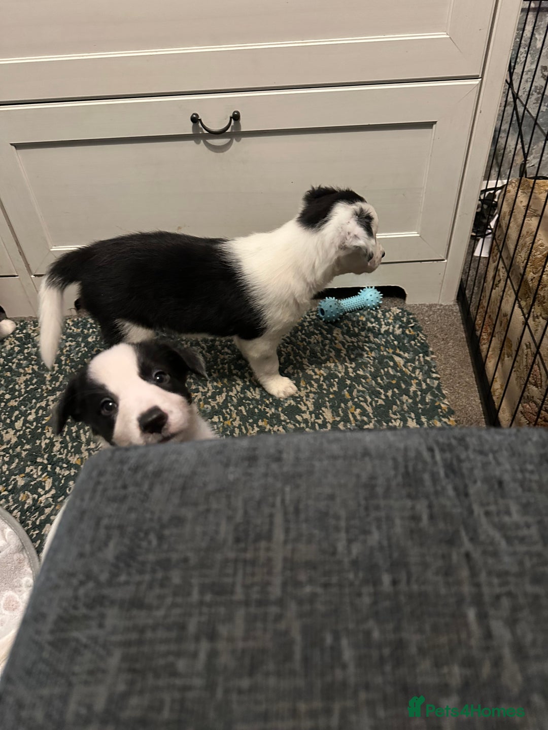 Border Collie dogs for sale: Only 1 girl left - reduced, ready to leave 08.12 - Advert 8