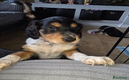 Mixed Breed dogs for sale: Border doodle - Image 1
