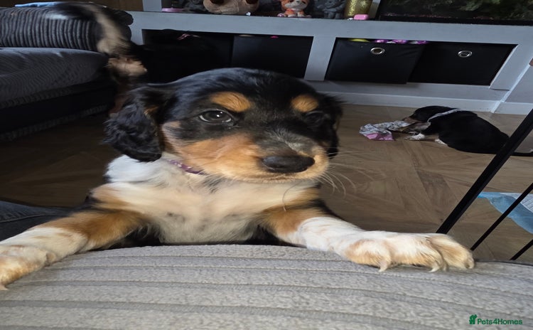 Mixed Breed dogs - Advert 2
