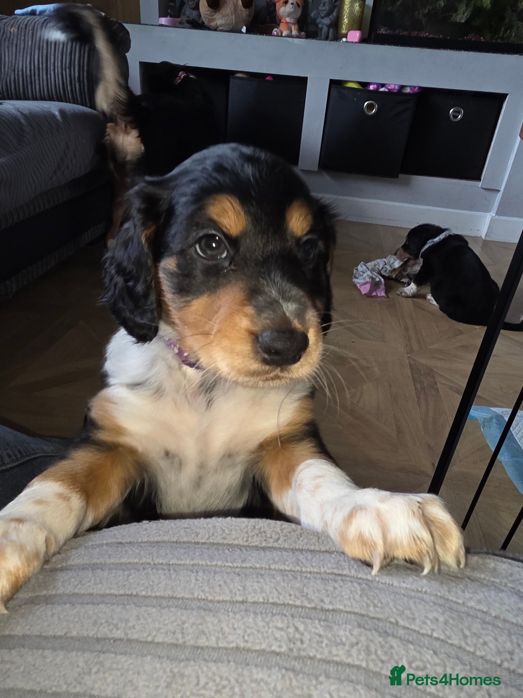 Mixed Breed dogs for sale: Border doodle - Image 1