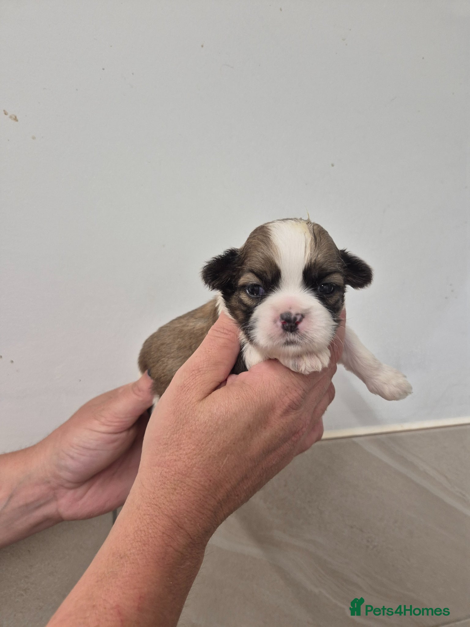 Shih Tzu dogs for sale: Shih Tzu Puppies - Advert 2