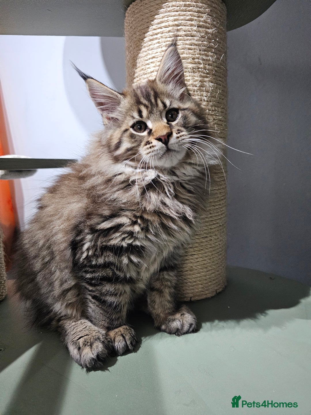 Maine Coon cats for sale: Pedigree Maine Coon kittens - Advert 1