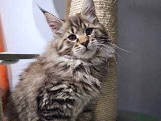 Maine Coon cats Pedigree Maine Coon kittens - Advert 2