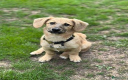 Mixed Breed dogs for adoption: MABEL- 4 months/playful/ loves dogs and kids  - Image 3