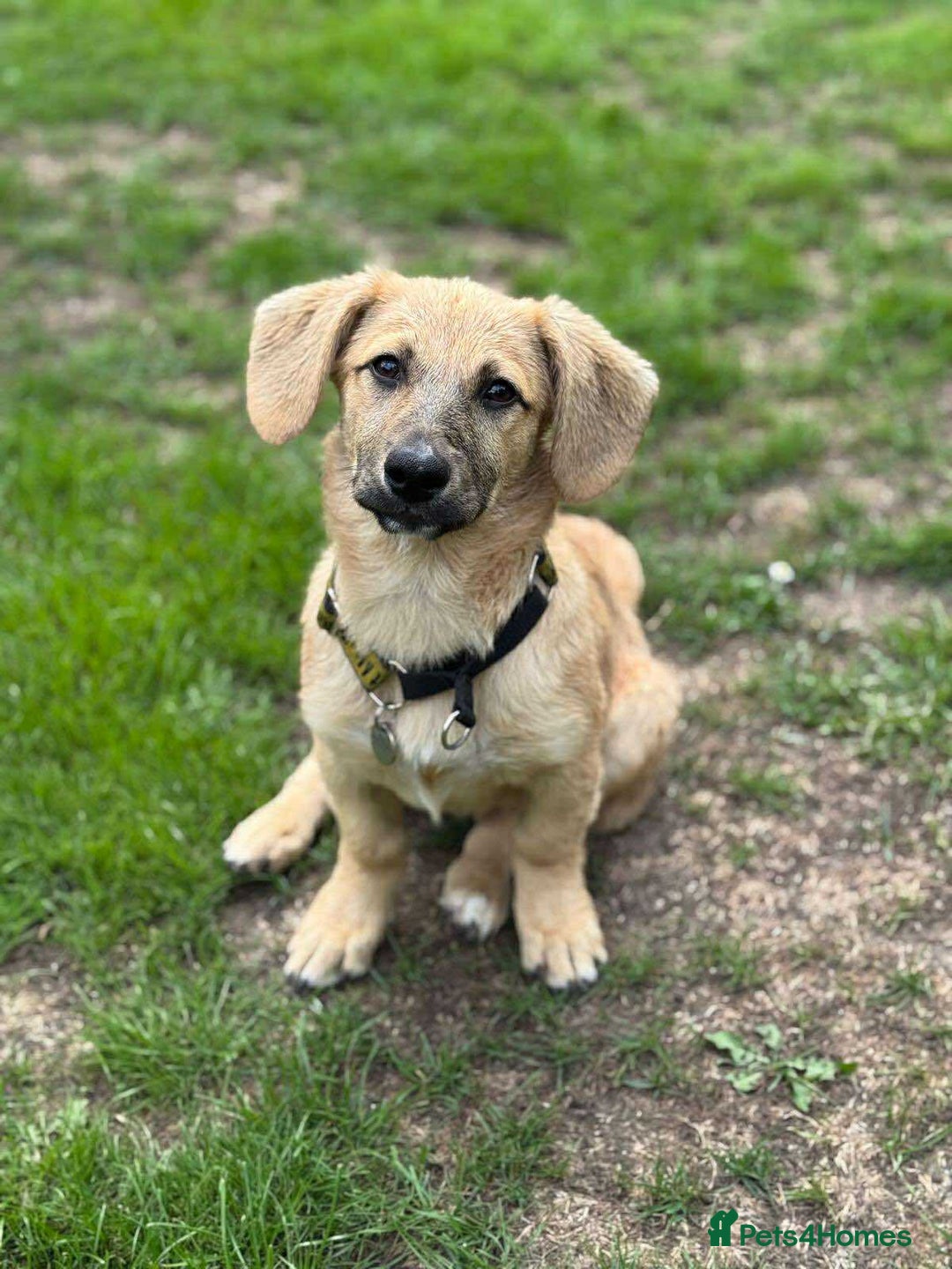 Mixed Breed dogs for adoption: MABEL- 4 months/playful/ loves dogs and kids  - Image 3
