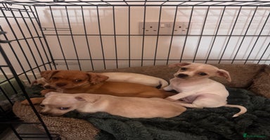 Chiweenie dogs chiweenie (dachshund x chihuahua) puppies - Advert 12