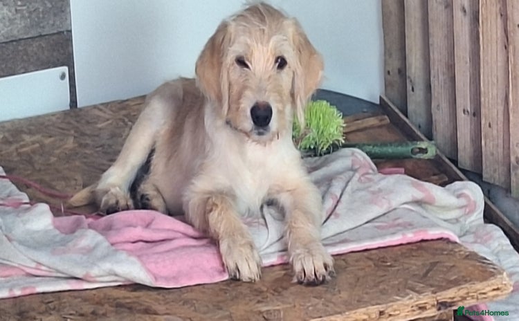 Labradoodle dogs - Advert 16