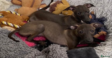 Italian Greyhound dogs - Advert 10