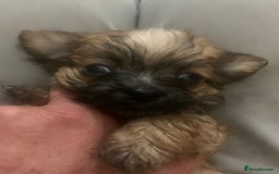 Mixed Breed dogs for sale: Bichon x Jack Russell READY NOW - Image 5