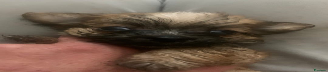 Mixed Breed Puppy 2
