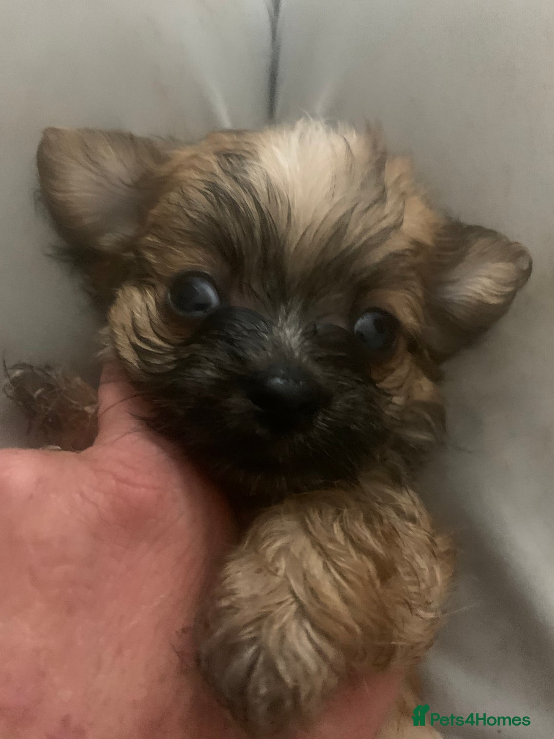 Mixed Breed dogs for sale: Bichon x Jack Russell READY NOW - Image 5