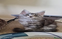 Maine Coon cats for sale: Pure Maine coon - Image 2