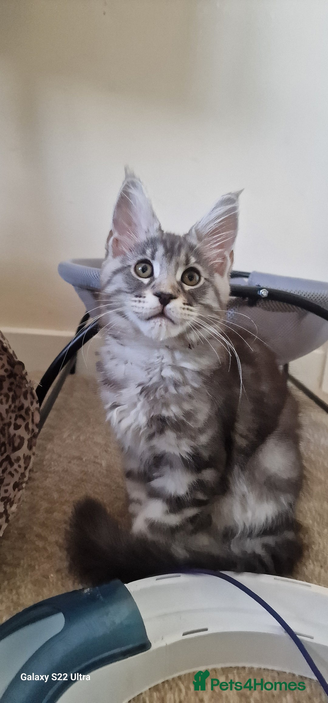 Maine Coon cats for sale: Pure Maine coon - Image 2