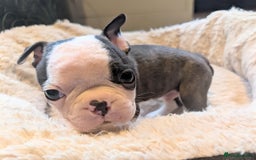 Boston Terrier dogs for sale: Adorable KC reg Boston Terrier Puppies - Image 21