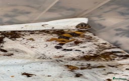 Leopard Gecko reptiles for sale: Baby leopard gecko  - Image 2