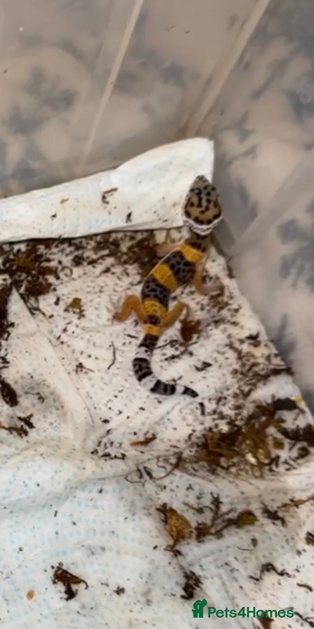 Leopard Gecko reptiles for sale: Baby leopard gecko  - Image 2