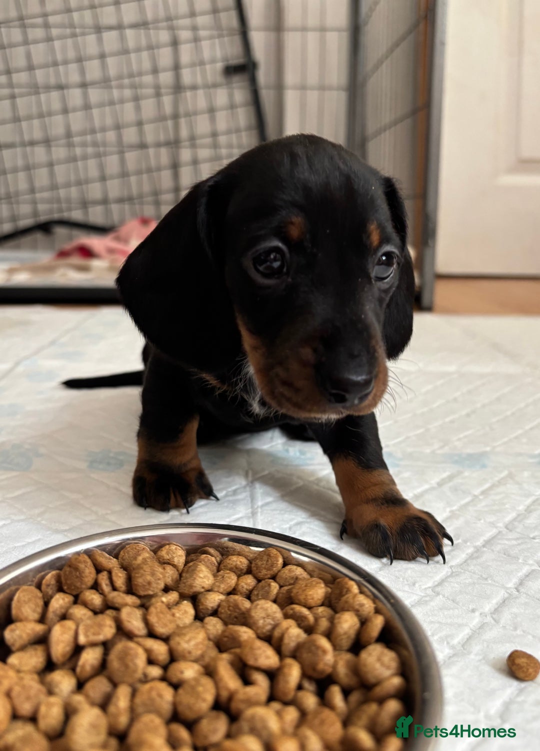 Miniature Dachshund dogs for sale: *REDUCED* 2 stunning female pups left - Image 20