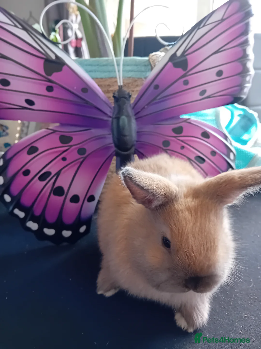 Lionhead rabbits for sale: Pure breed Lionhead  - Advert 37