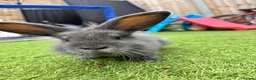 Lionhead rabbits for sale: Mini lionhead bunny rabbits ready for new home  in Basildon - Advert 5