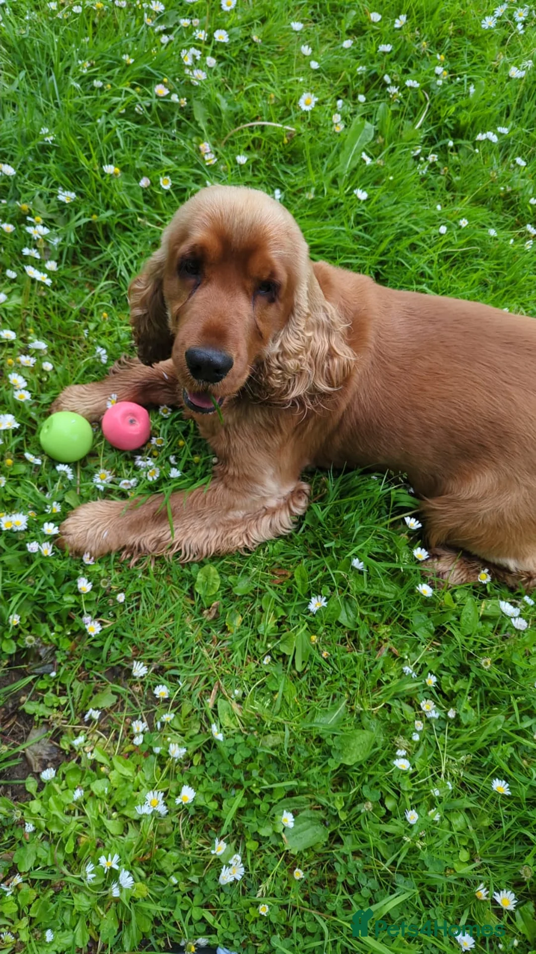 Cocker Spaniel dogs for stud: Stunning Spaniel for stud - Advert 2