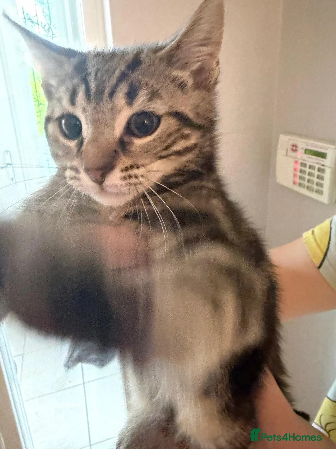 Mixed Breed cats for sale: 4 wee kittens for sale in Newry - Advert 2