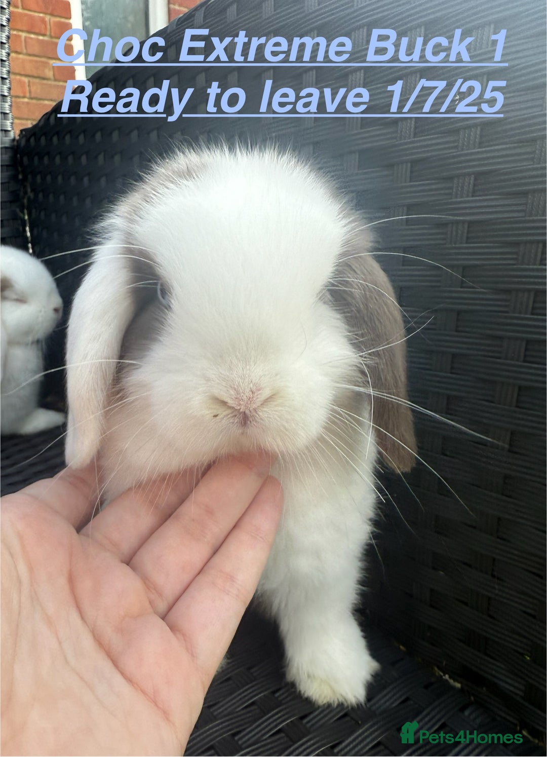 Mini Lop rabbits for sale: Mini Lops Bunnies. READ DESCRIPTION - Updated 22/7 in Chard - Image 6