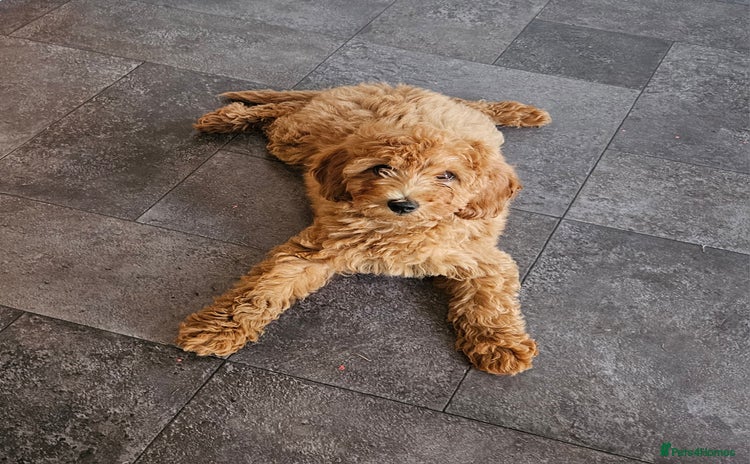 Cockapoo dogs - Advert 14