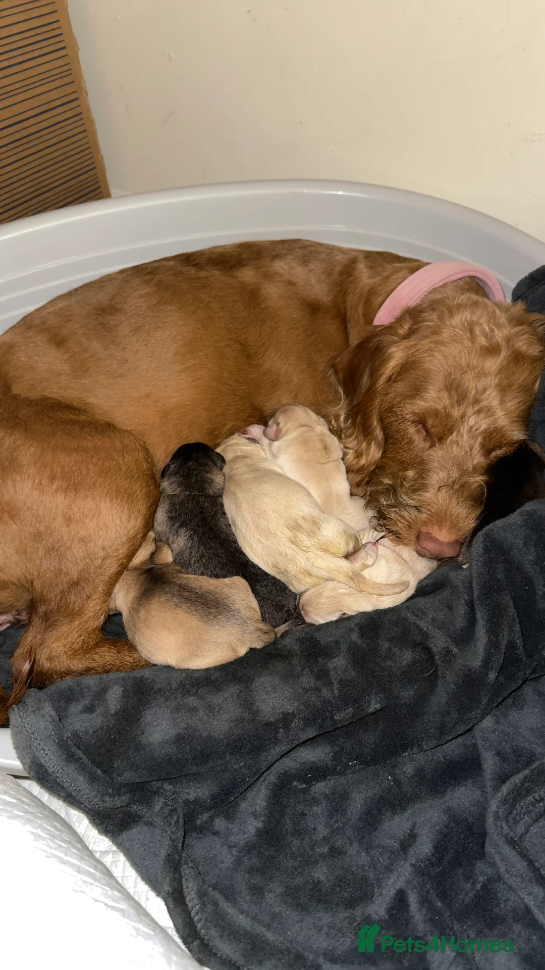 Mixed Breed dogs for sale: 14-Month Husky Labradoodle mix Looking for Home - Advert 1