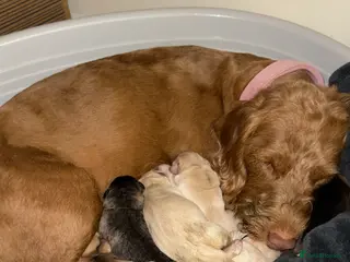 Mixed Breed dogs 14-Month Husky Labradoodle mix Looking for Home in Erith - Advert 1