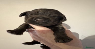 Cocker Spaniel dogs - Advert 6