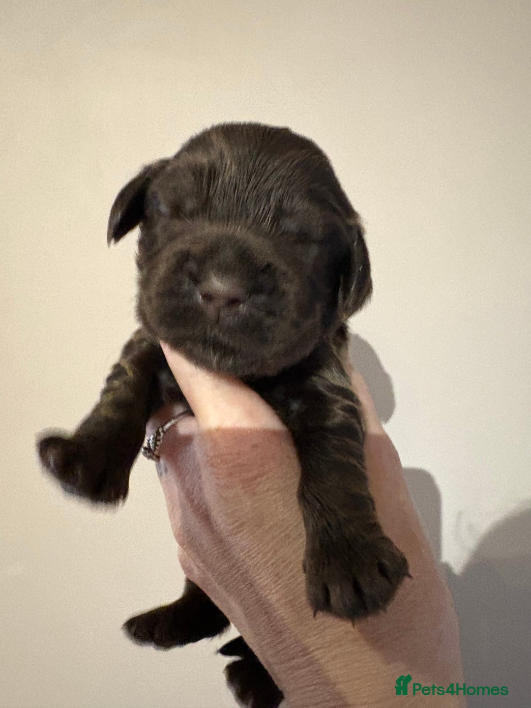 Cocker Spaniel dogs for sale: Beautiful Kc reg show cocker spaniels  - Image 6