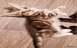 British Shorthair cats for sale: Our beautiful 2 !  - Image 3