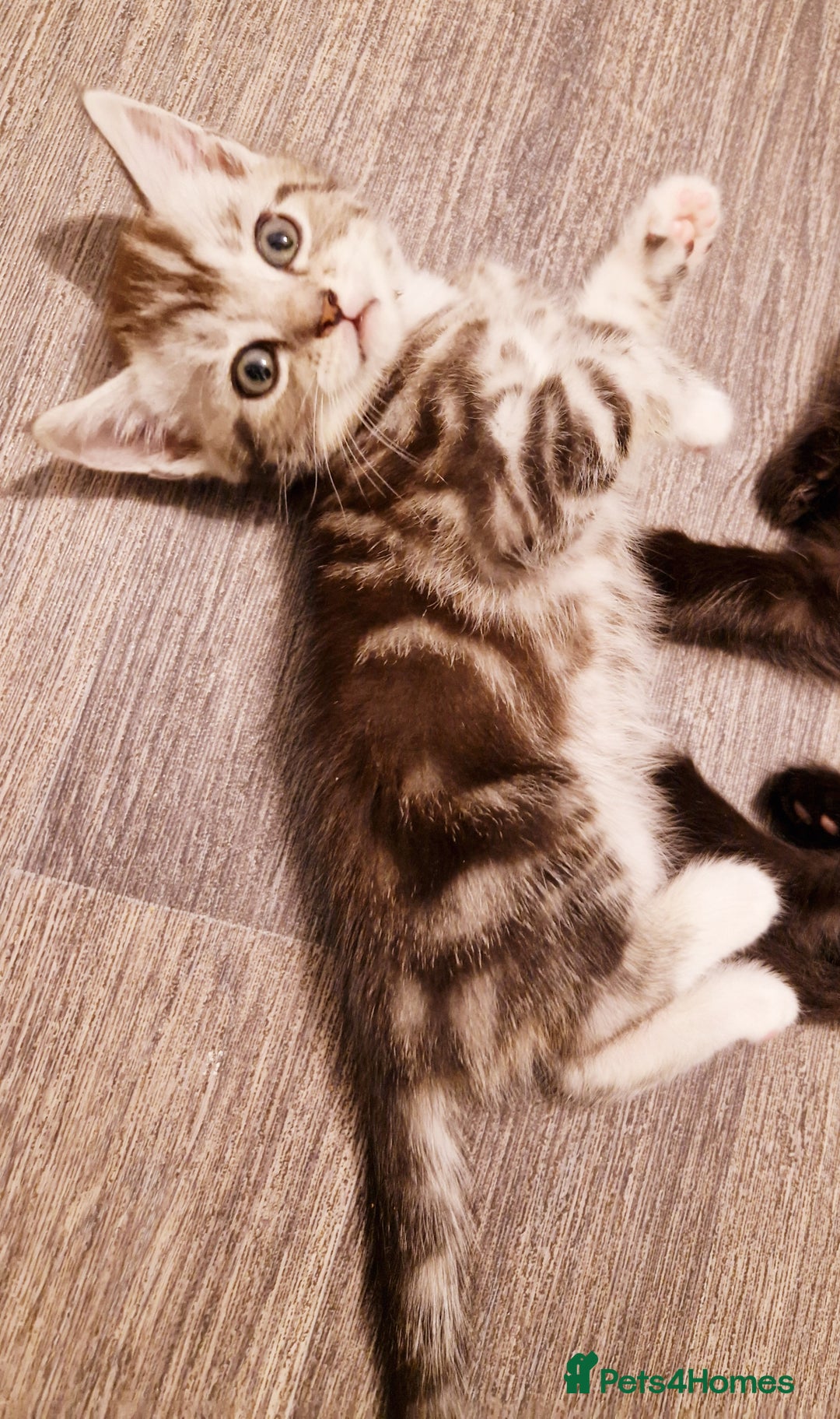 British Shorthair cats for sale: Our beautiful 2 !  - Image 3