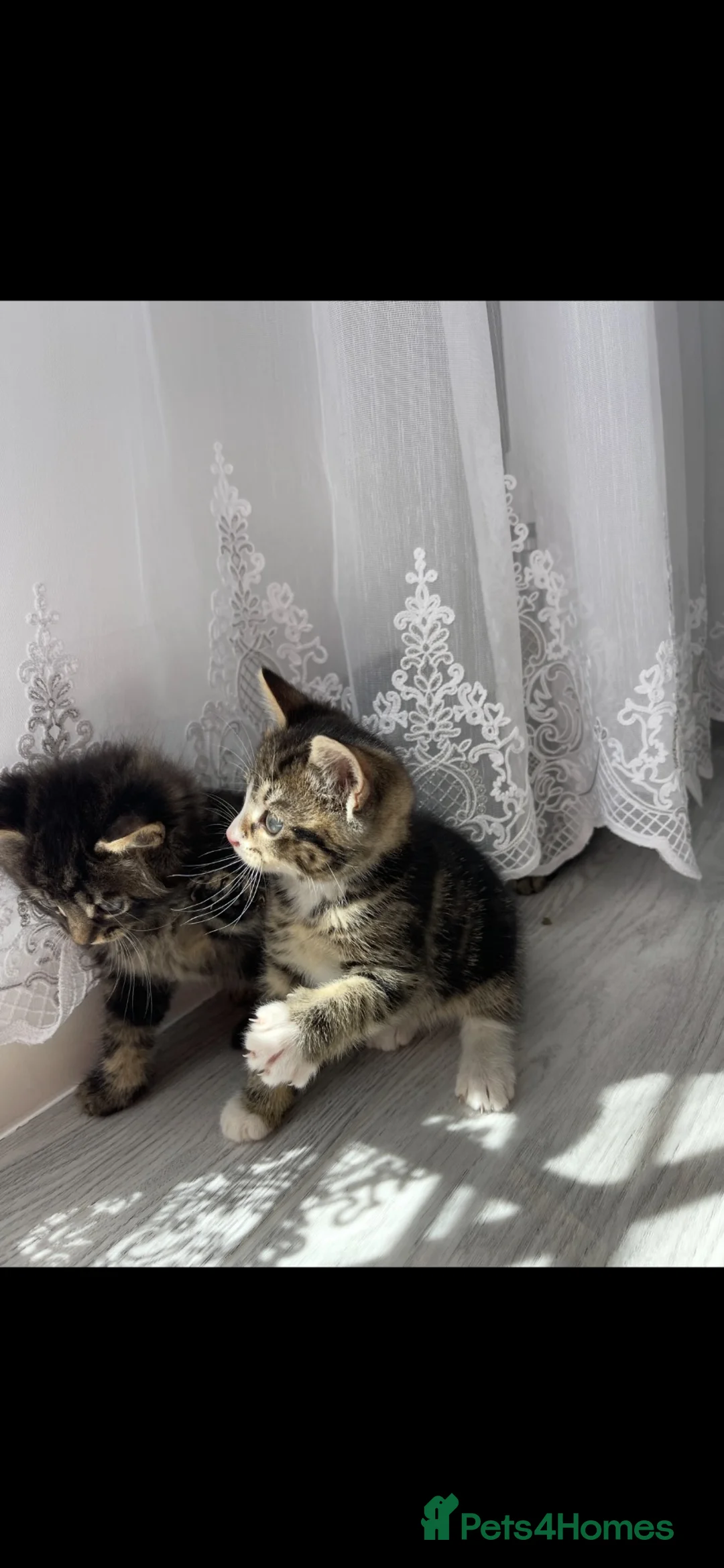 Mixed Breed cats for sale: Playful female kitten looking for a loving home - Advert 2