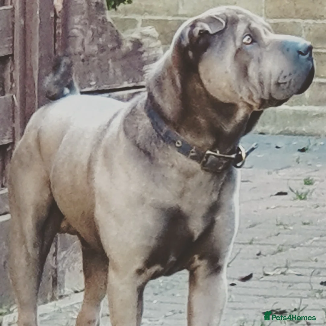 Shar Pei dogs for stud: Gus- Beautiful blue horse coat for stud in Billericay - Advert 14