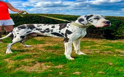 Great Dane dogs for stud: ⭐️Vonrockas Oblix health tested⭐️ in Leicester - Image 1