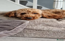 Maltipoo dogs for sale: Beautiful Male Maltipoo F1 Pups - Image 36