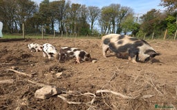 Pig livestock for sale: Stunning boys ready now  - Image 4