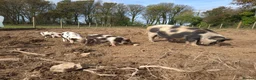 Pig livestock for sale: Stunning boys ready now - Advert 4