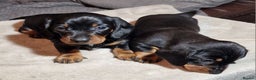 Miniature Dachshund dogs for sale: Champion bloodlines excellent quality KC miniature - Advert 12