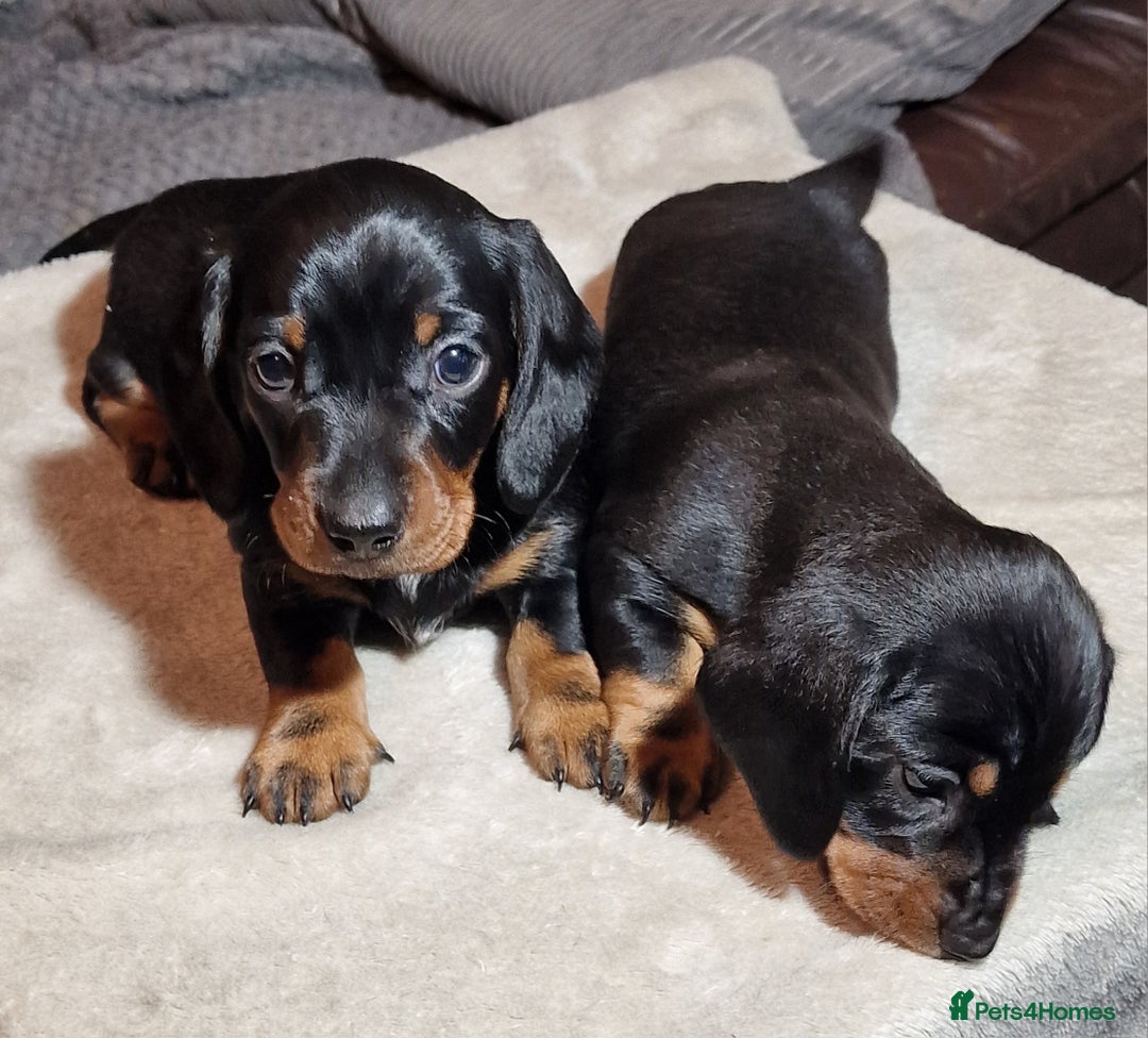 Miniature Dachshund dogs for sale: Champion bloodlines excellent quality KC miniature - Advert 12