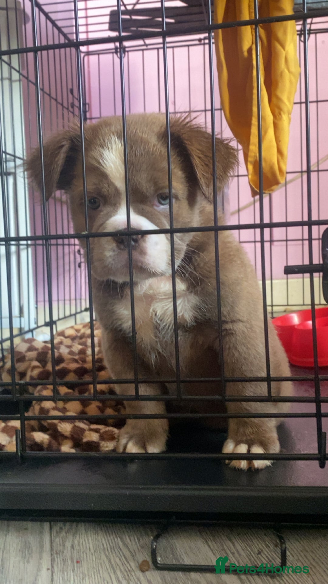 Olde English Bulldogge dogs for sale: Olde English bulldog pups - Advert 3