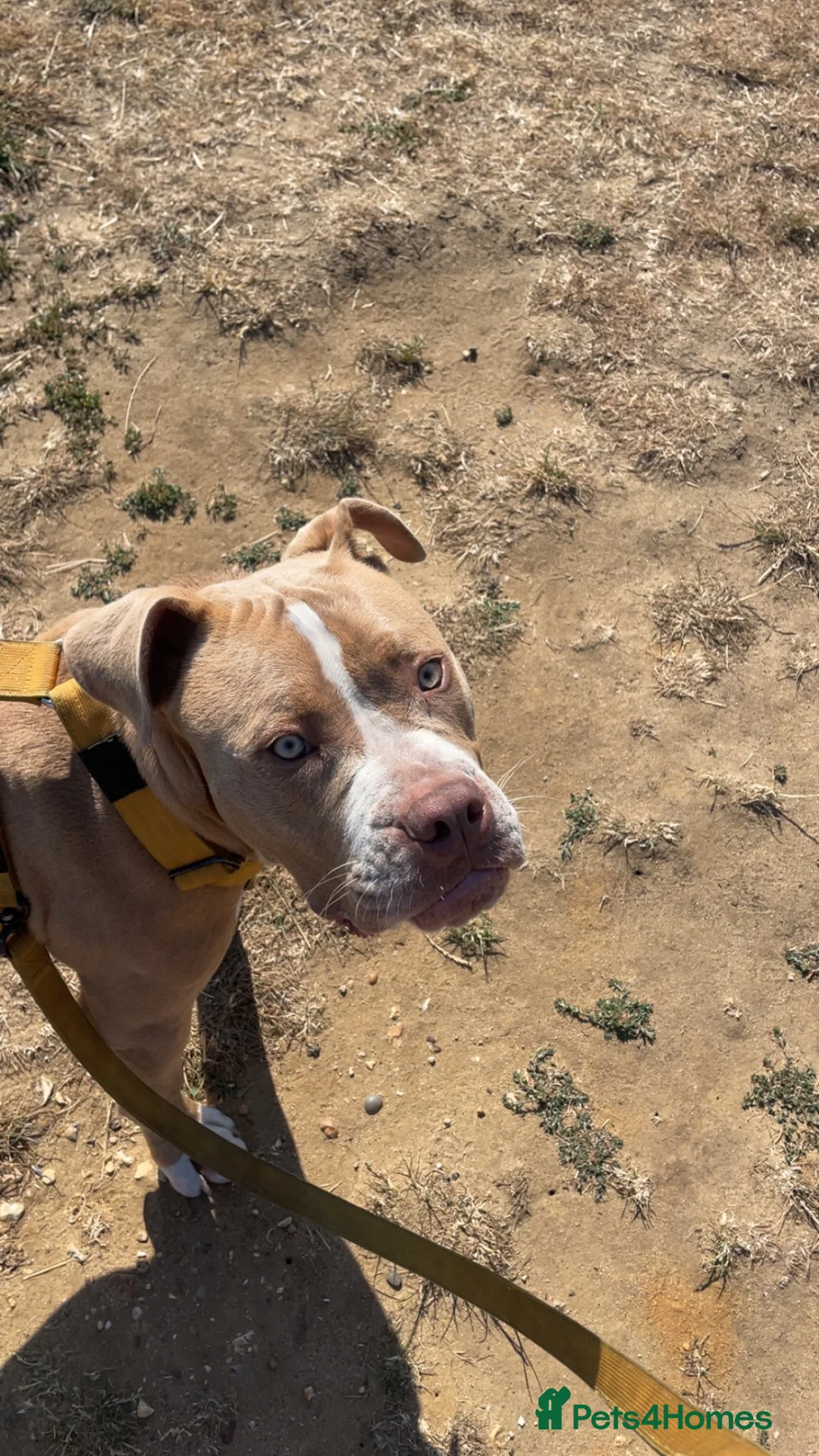 Mixed Breed dogs for sale: 8-Month-Old Boxer/Staffy Cross  in Ipswich - Advert 2