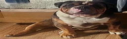 Dorset Olde Tyme Bulldogge dogs for stud: Kc Registered Blue Tri Merle Boy  in Stoke-on-Trent - Advert 3